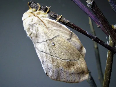 Philotherma rosa