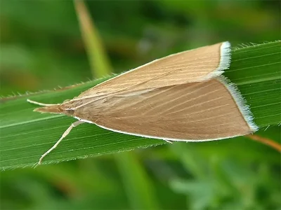 Sclerocona acutellus