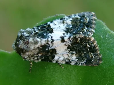 Hadena (Hadena) compta
