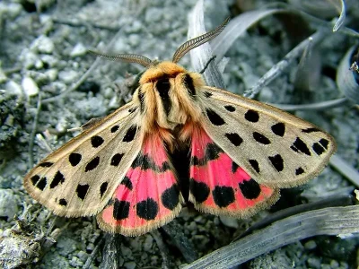 Chelis maculosa