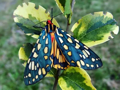 Callindra principalis