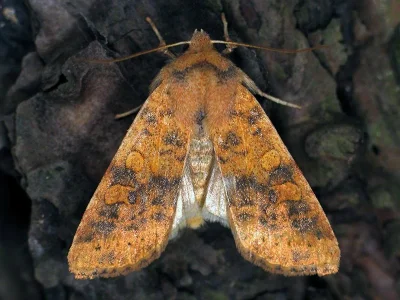 Xanthia (Cirrhia) gilvago