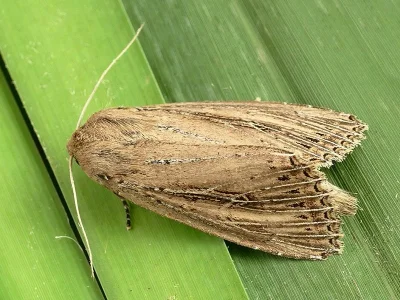 Nonagria typhae
