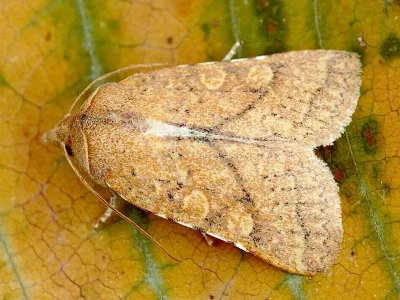 Jodia croceago