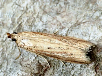 Hypsotropa unipunctella