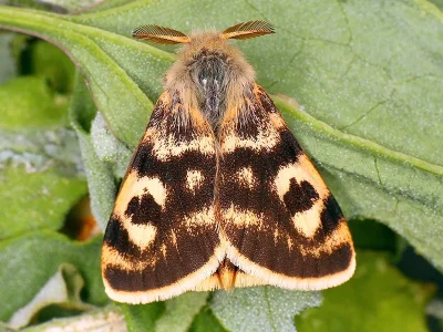 Orgyia (Clethrogyna) dubia