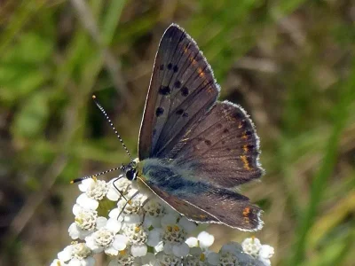 Lycaena (Heodes) tityrus