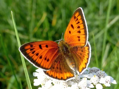 Lycaena (Thersamolycaena) dispar