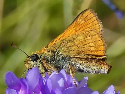 Ochlodes sylvanus