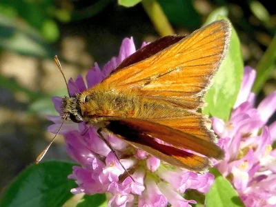 Thymelicus sylvestris
