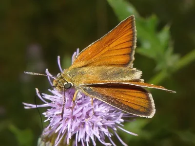 Thymelicus lineola
