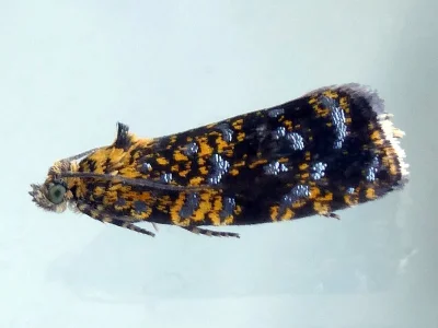 Celypha siderana