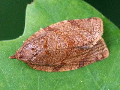 Adoxophyes orana
