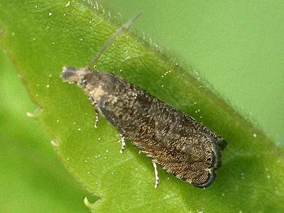 Dichrorampha obscuratana