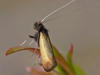 Adela cuprella