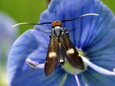Cauchas leucocerella