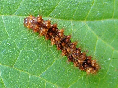 Nola (N.) confusalis