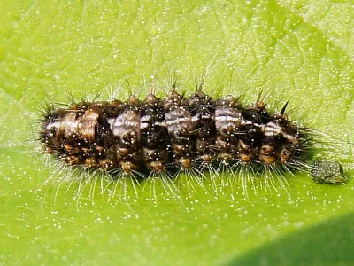 Nola (N.) cucullatella