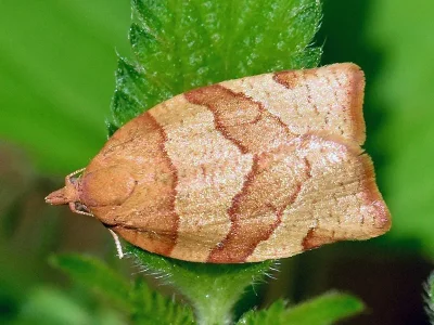 Pandemis cerasana