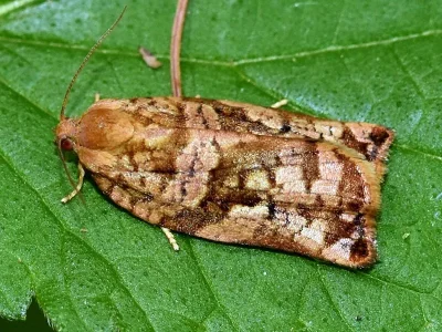 Archips oporana