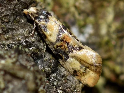 Thyraylia nana