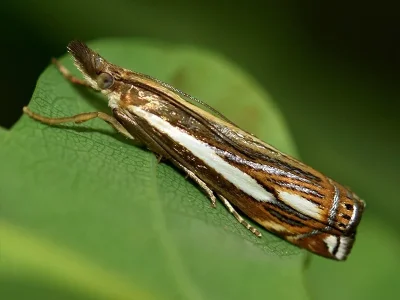 Crambus ericella