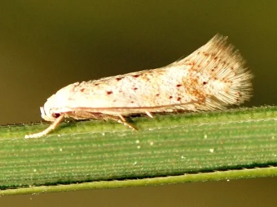 Elachista (Aphelosetia) pollinariella