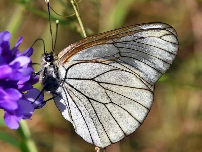 Aporia crataegi