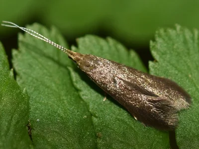 Coleophora serratella