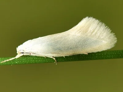 Elachista (Aphelosetia) argentella