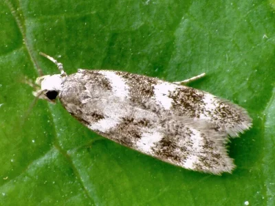 Chionodes luctuella