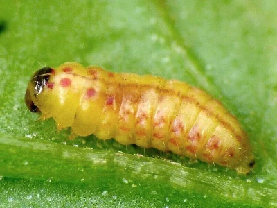 Chrysoesthia sexguttella