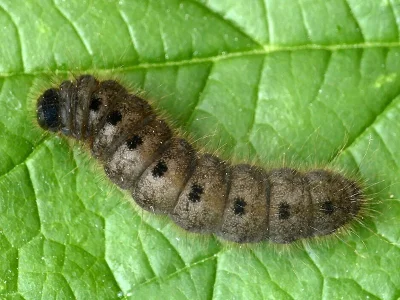 Conistra (Dasycampa) rubiginea