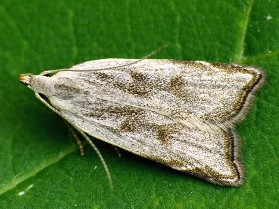 Dichomeris rasilella