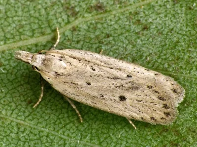 Nothris verbascella