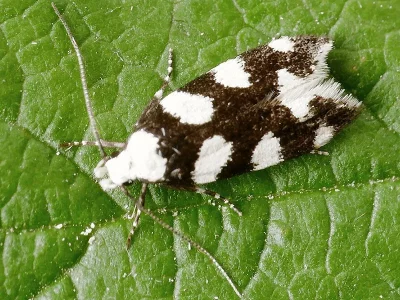 Pseudotelphusa tessella