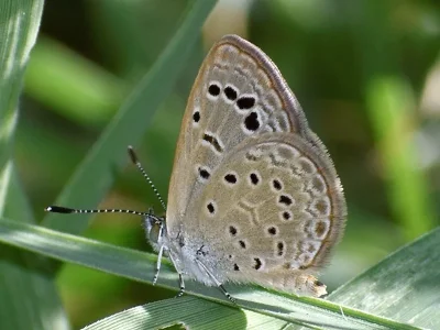 Zizeeria karsandra