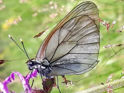 Aporia crataegi