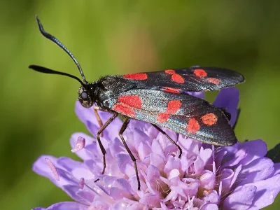 Zygaena (Zygaena) filipendulae