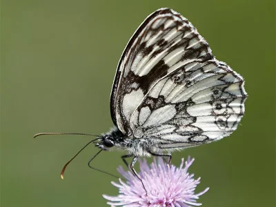 Melanargia (Melanargia) galathea