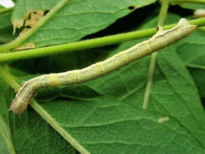 Chariaspilates formosaria