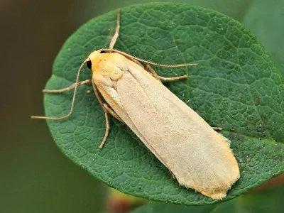 Eilema (Katha) depressa