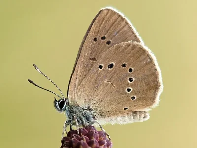 Phengaris nausithous