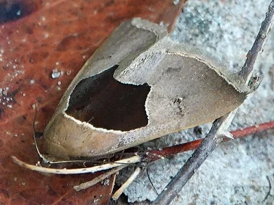 Fodina albicincta