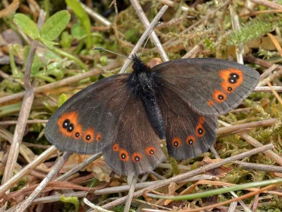 Erebia medusa