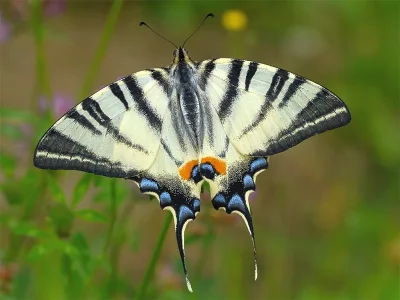Iphiclides podalirius