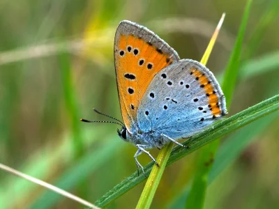 Lycaena (Thersamolycaena) dispar