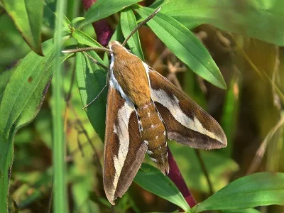 Hyles gallii