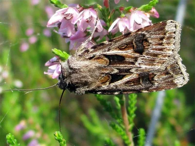 Agrotis (Agrotis) vestigialis