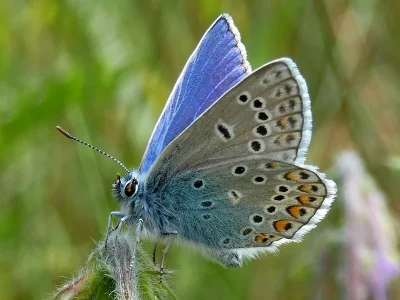 Polyommatus (Polyommatus) icarus